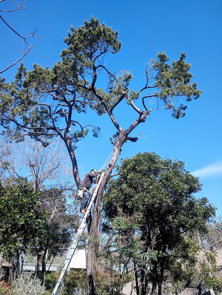 Tree Green Services