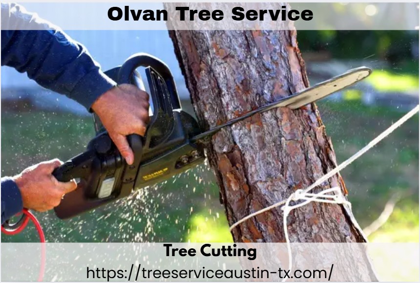 Olvan Tree Service
